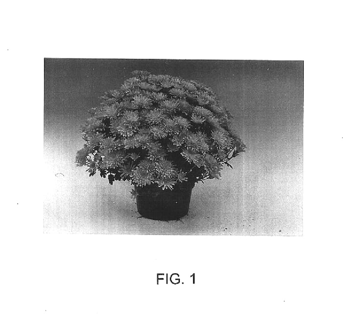 Figure 1 of US plant patent PP15421, the photograph of Stella printed in the patent.