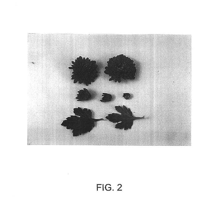 Figure 2 of US plant patent PP15422, the photograph of Kepa printed in the patent.