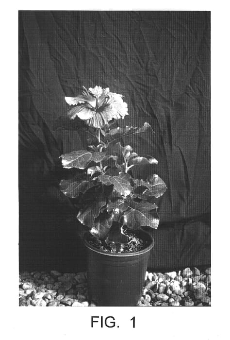 Figure 1 of US plant patent PP15423, the photograph of Heartbeat printed in the patent.
