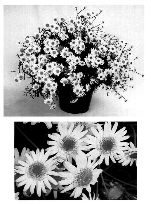 Figure 1 of US plant patent PP15424, the photograph of Supaanem printed in the patent.