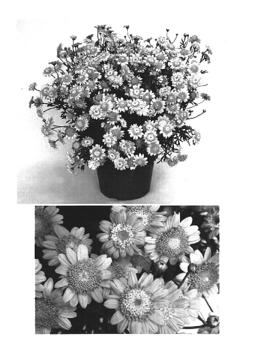 Figure 1 of US plant patent PP15425, the photograph of Supamon printed in the patent.
