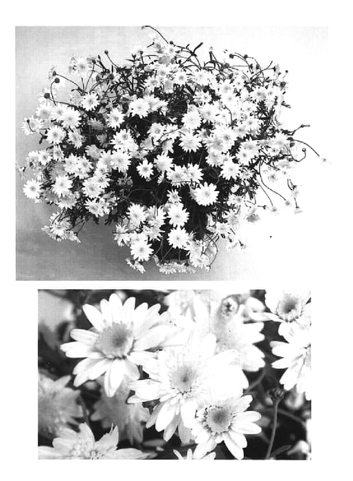 Figure 1 of US plant patent PP15426, the photograph of Supait339 printed in the patent.