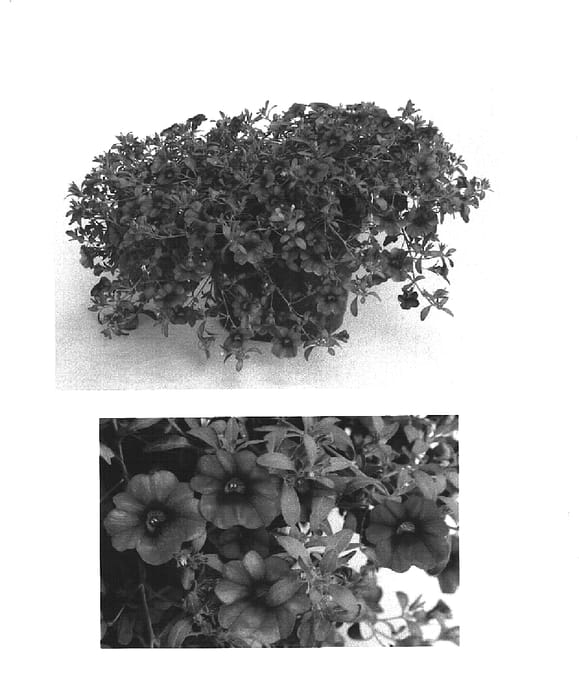 Figure 1 of US plant patent PP15427, the photograph of Cal Pur printed in the patent.