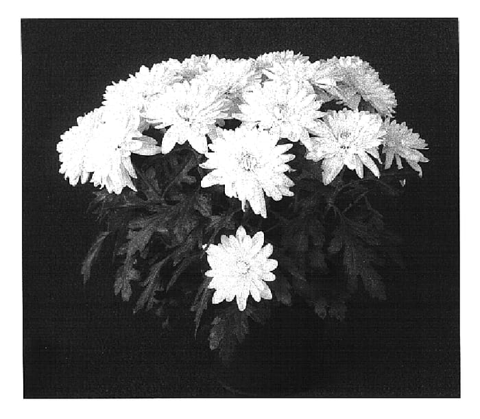 Figure 1 of US plant patent PP15428, the photograph of Yoprovidence printed in the patent.