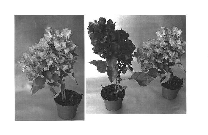 Figure 1 of US plant patent PP15429, the photograph of Vera Pink printed in the patent.