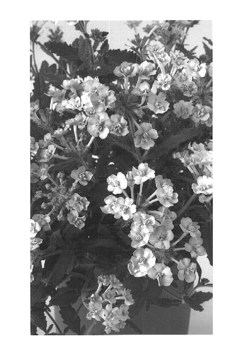 Figure 1 of US plant patent PP15430, the photograph of Comivpec printed in the patent.