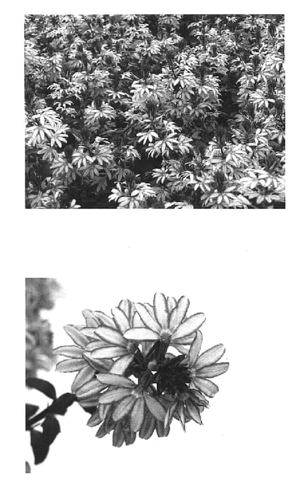 Figure 1 of US plant patent PP15431, the photograph of Wesscaedia printed in the patent.