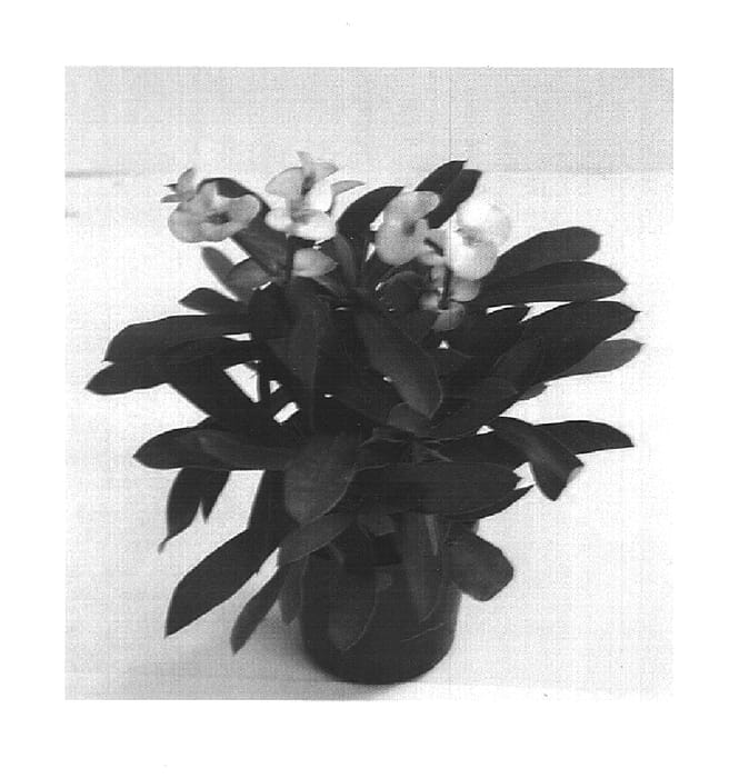 Figure 1 of US plant patent PP15432, the photograph of Apollon printed in the patent.