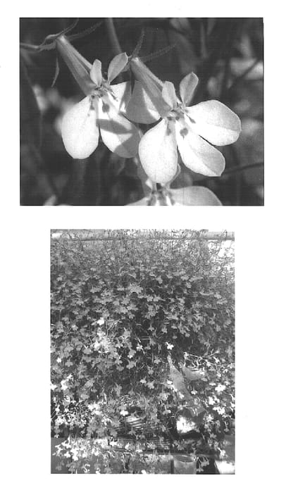 Figure 1 of US plant patent PP15433, the photograph of Kirsten printed in the patent.