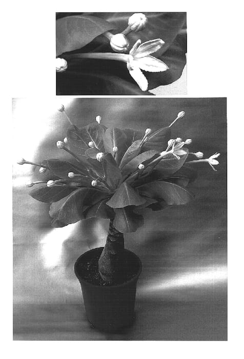 Figure 1 of US plant patent PP15434, the photograph of Weslolav printed in the patent.