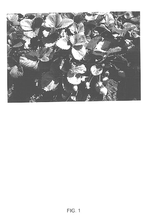 Figure 1 of US plant patent PP15435, the photograph of Driscoll Jubilee printed in the patent.