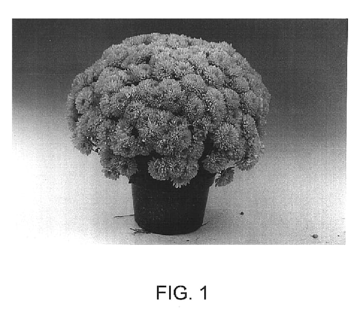 Figure 1 of US plant patent PP15436, the photograph of Estrada printed in the patent.