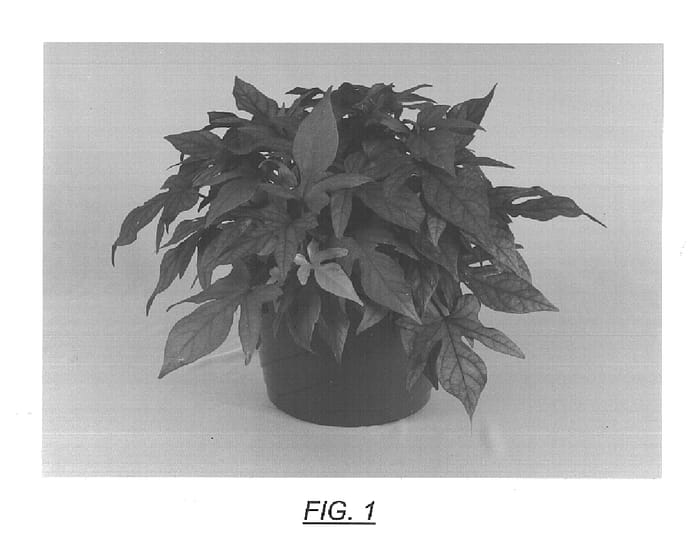 Figure 1 of US plant patent PP15437, the photograph of Sweet Caroline Bronze printed in the patent.