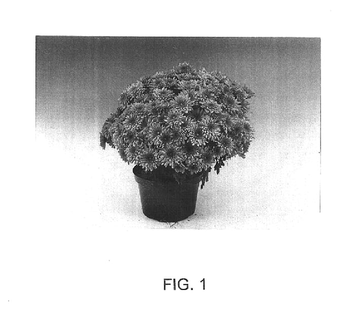Figure 1 of US plant patent PP15438, the photograph of Maia printed in the patent.