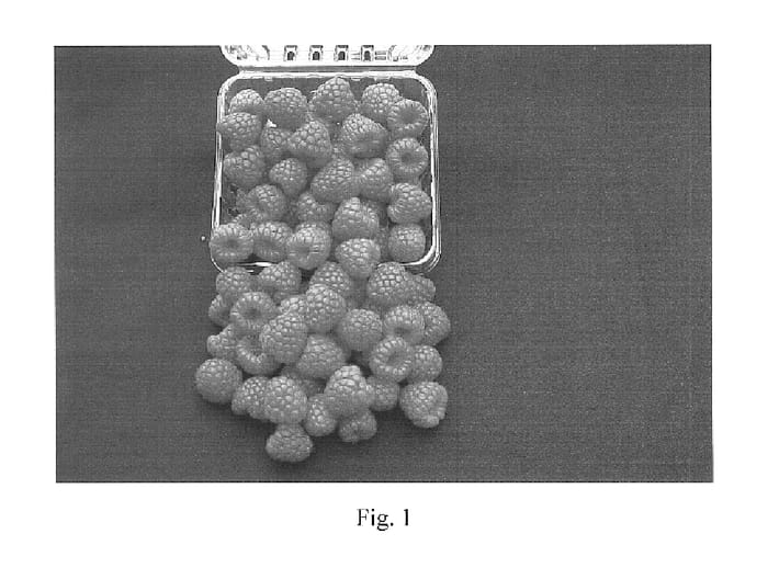 Figure 1 of US plant patent PP15439, the photograph of PS-1764 printed in the patent.