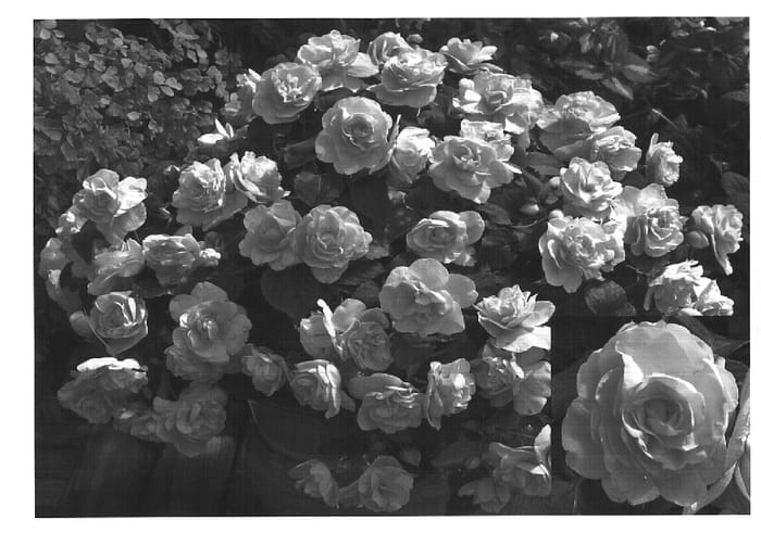 Figure 1 of US plant patent PP15440, the photograph of Didi Appleblossom printed in the patent.