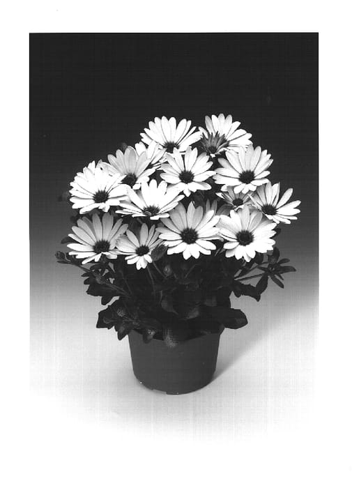 Figure 1 of US plant patent PP15441, the photograph of Osantis printed in the patent.