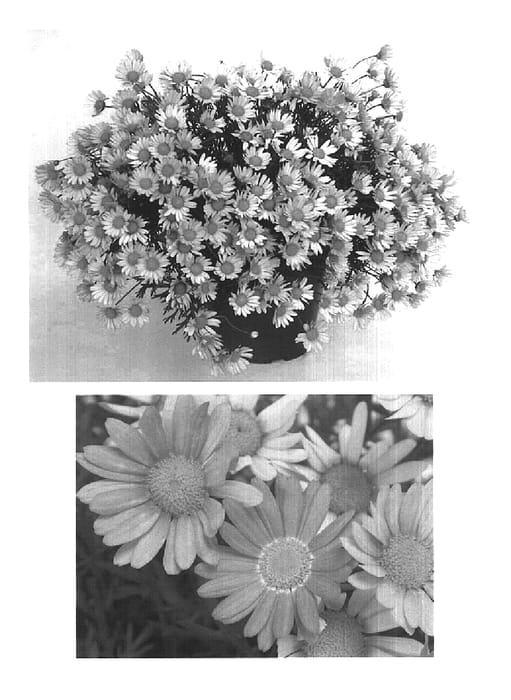 Figure 1 of US plant patent PP15442, the photograph of Supasat printed in the patent.