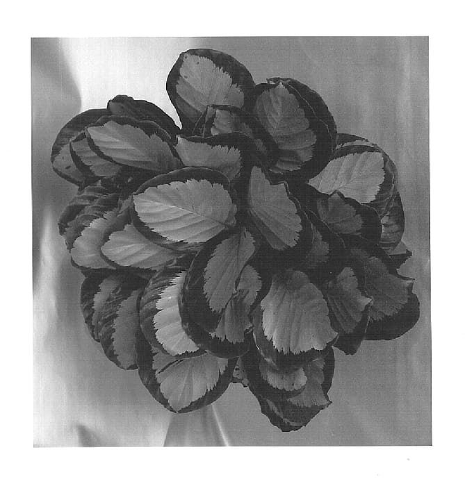 Figure 1 of US plant patent PP15443, the photograph of Tanja printed in the patent.