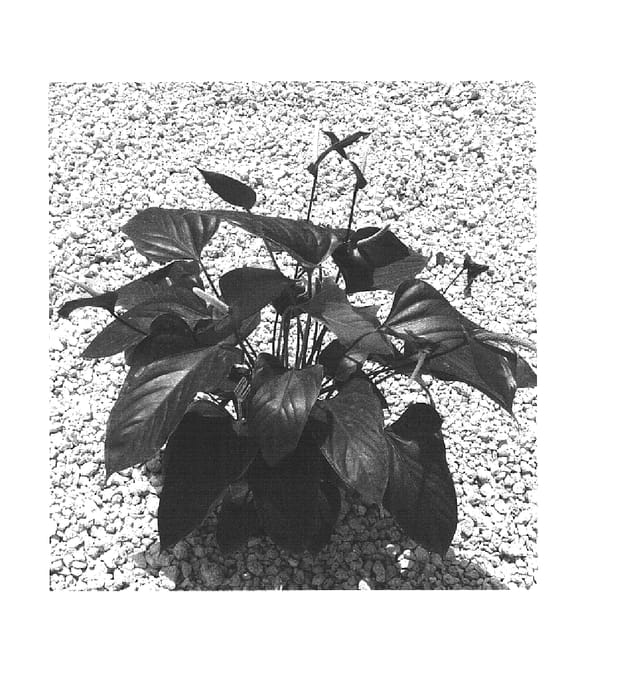 Figure 1 of US plant patent PP15444, the photograph of Patriot printed in the patent.
