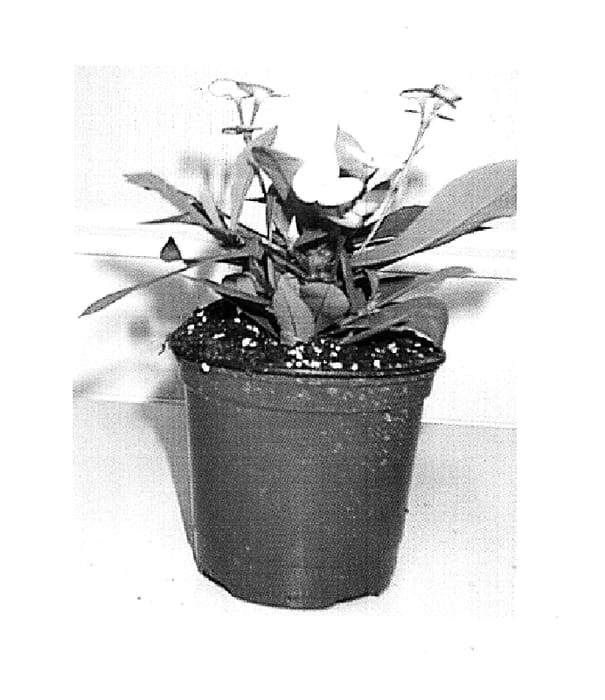Figure 1 of US plant patent PP15445, the photograph of Atlas printed in the patent.