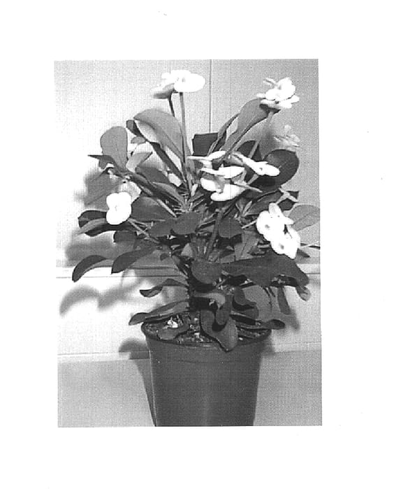 Figure 1 of US plant patent PP15446, the photograph of Helena printed in the patent.