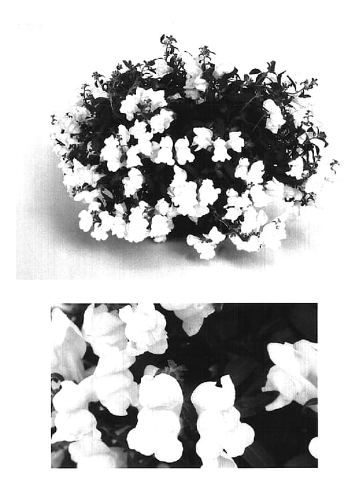 Figure 1 of US plant patent PP15447, the photograph of Sulte Whit printed in the patent.