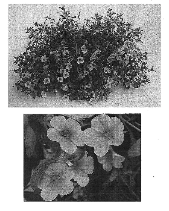 Figure 1 of US plant patent PP15448, the photograph of Cal Litelaver printed in the patent.