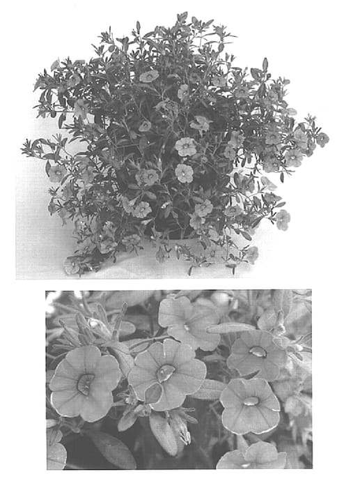 Figure 1 of US plant patent PP15449, the photograph of Cal Laver printed in the patent.