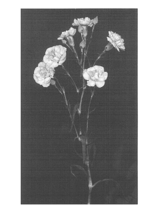Figure 1 of US plant patent PP15450, the photograph of Yoder Lady printed in the patent.