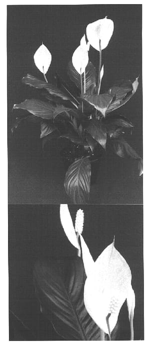 Figure 1 of US plant patent PP15451, the photograph of Power Plant printed in the patent.