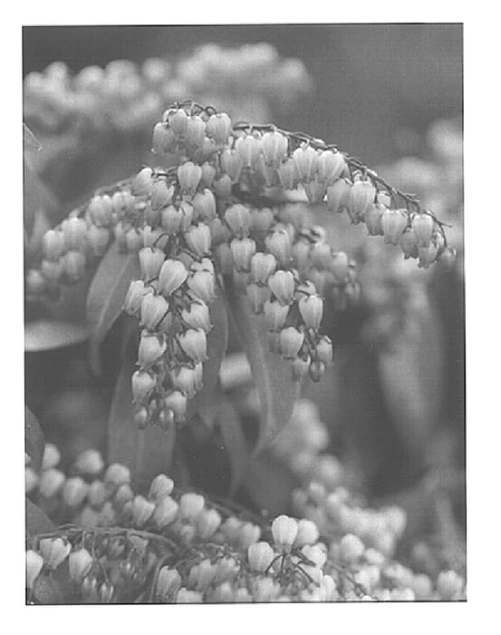Figure 1 of US plant patent PP15452, the photograph of Katsura printed in the patent.