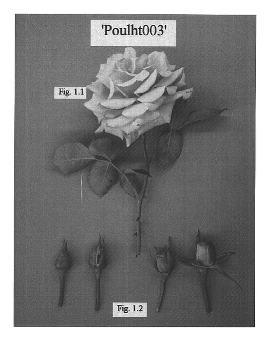 Figure 1 of US plant patent PP15453, the photograph of POULht003 printed in the patent.