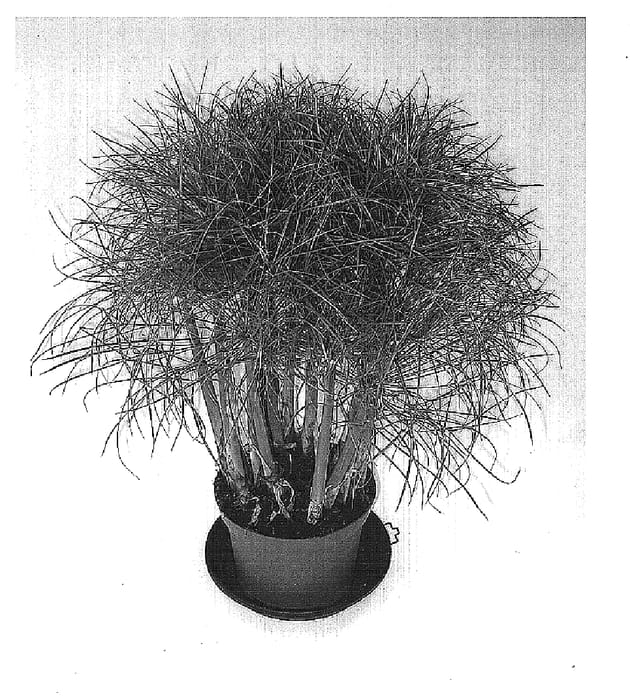 Figure 1 of US plant patent PP15454, the photograph of Perkamentus compact printed in the patent.