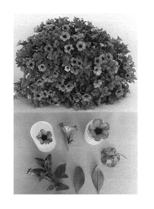 Figure 1 of US plant patent PP15456, the photograph of X00-155-1 printed in the patent.