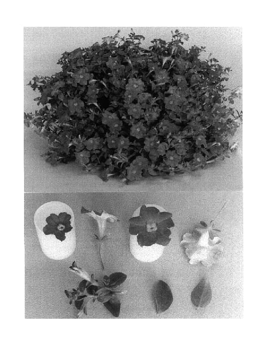 Figure 1 of US plant patent PP15457, the photograph of X00-154-1 printed in the patent.