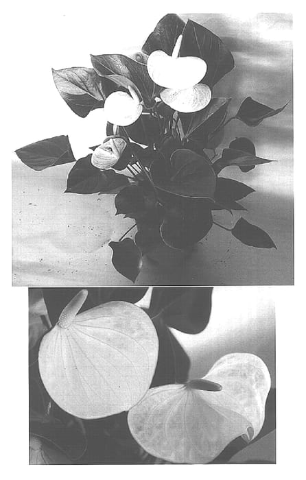 Figure 1 of US plant patent PP15458, the photograph of Rijn200121 printed in the patent.