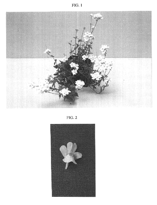 Figure 1 of US plant patent PP15459, the photograph of Balarcomwhit printed in the patent.