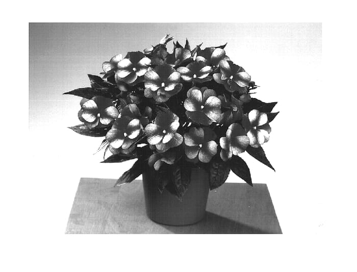 Figure 1 of US plant patent PP15460, the photograph of Fisnics Sweet Red printed in the patent.