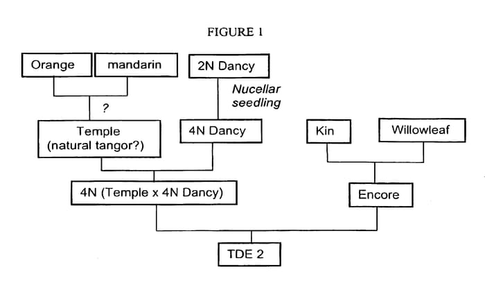 Figure 1 of US plant patent PP15461, the photograph of TDE2 printed in the patent.