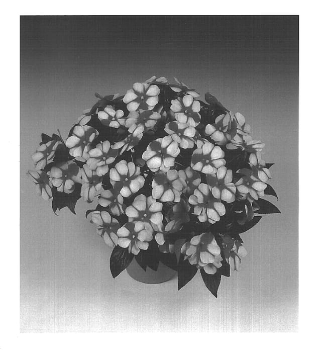 Figure 1 of US plant patent PP15462, the photograph of Tamar Purple Bicolor printed in the patent.