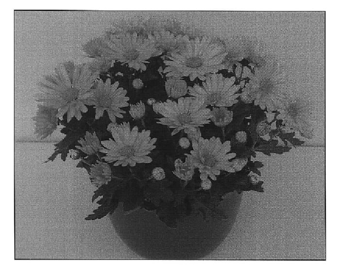 Figure 1 of US plant patent PP15463, the photograph of Swing Time Yellow printed in the patent.