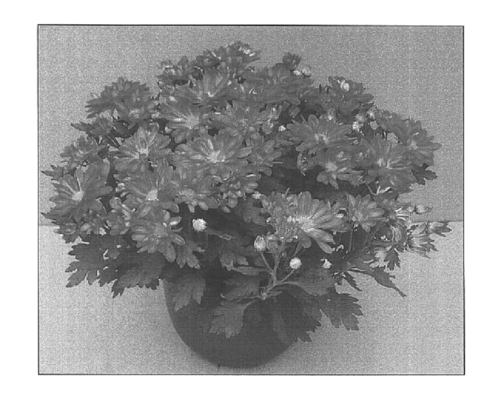 Figure 1 of US plant patent PP15464, the photograph of Vulcan Time Bronze printed in the patent.