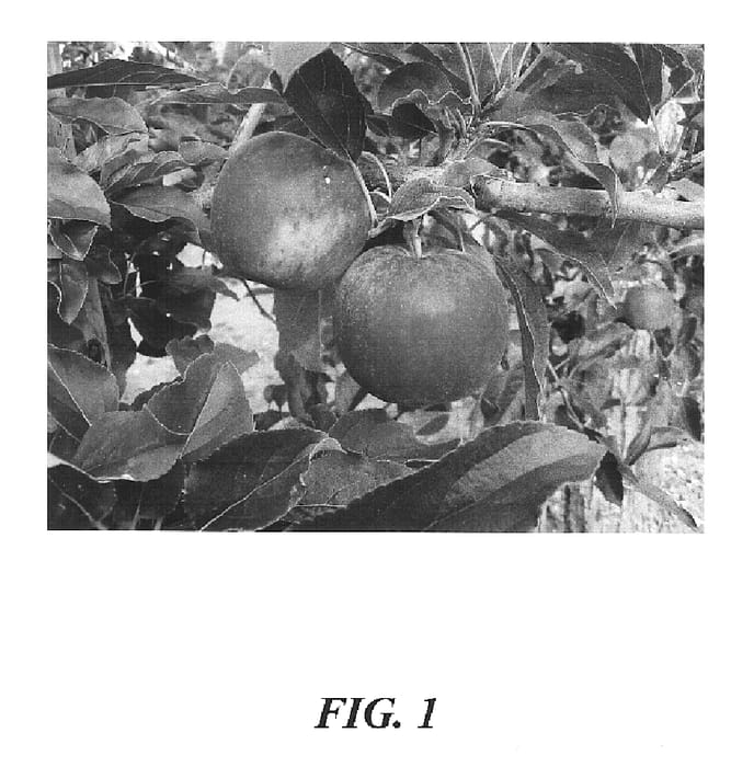 Figure 1 of US plant patent PP15465, the photograph of Dalitoga printed in the patent.
