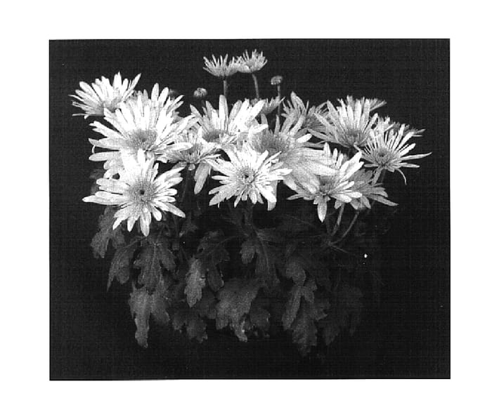 Figure 1 of US plant patent PP15466, the photograph of Yellow Yowoodstock printed in the patent.