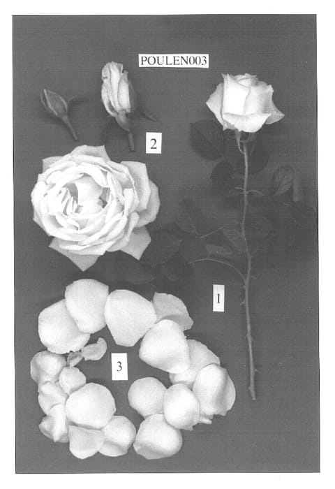 Figure 1 of US plant patent PP15467, the photograph of POULen003 printed in the patent.