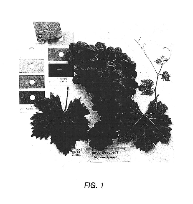 Figure 1 of US plant patent PP15468, the photograph of Sugratwentyseven printed in the patent.