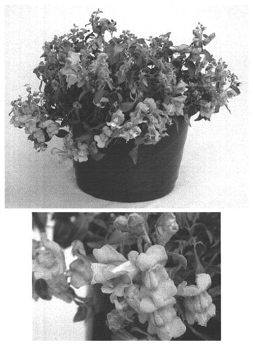 Figure 1 of US plant patent PP15469, the photograph of Sulte Laver printed in the patent.