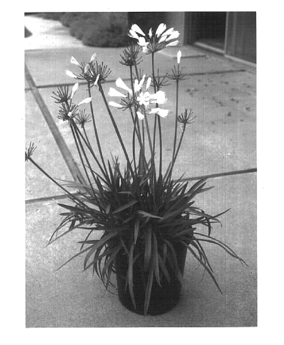 Figure 1 of US plant patent PP15470, the photograph of Snow Pixie printed in the patent.