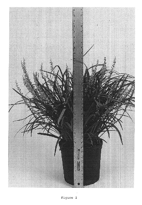 Figure 1 of US plant patent PP15471, the photograph of Love Potion No. 13 printed in the patent.